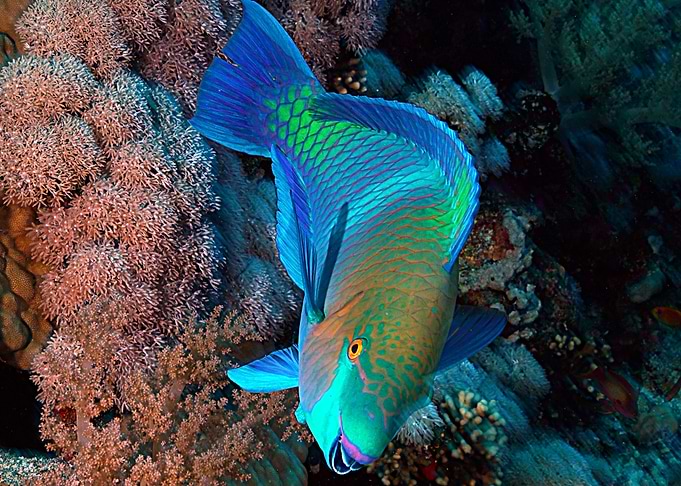 Underwater 011