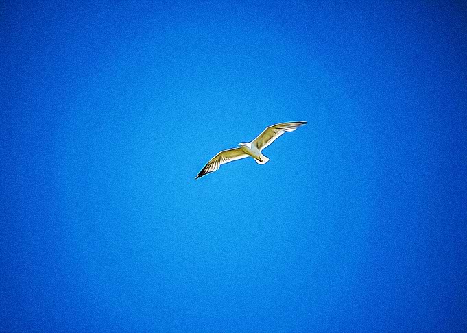 A seagull flies