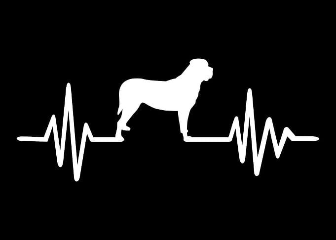 Mastiff