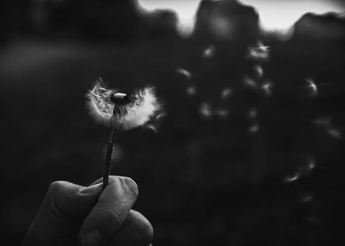 Black and White Dandelion