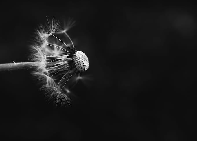 Black and White Dandelion
