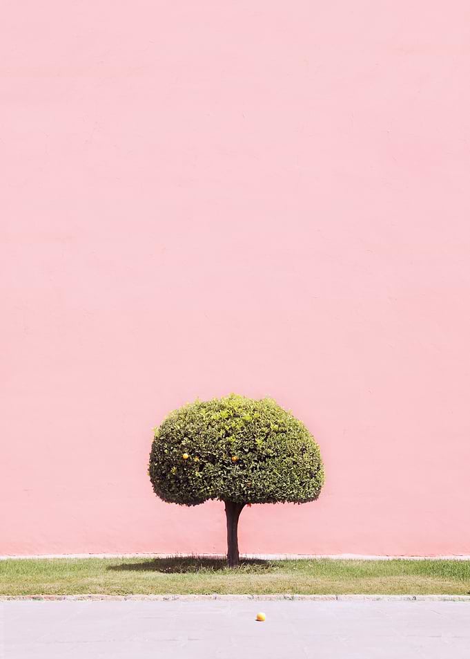 Orange Tree