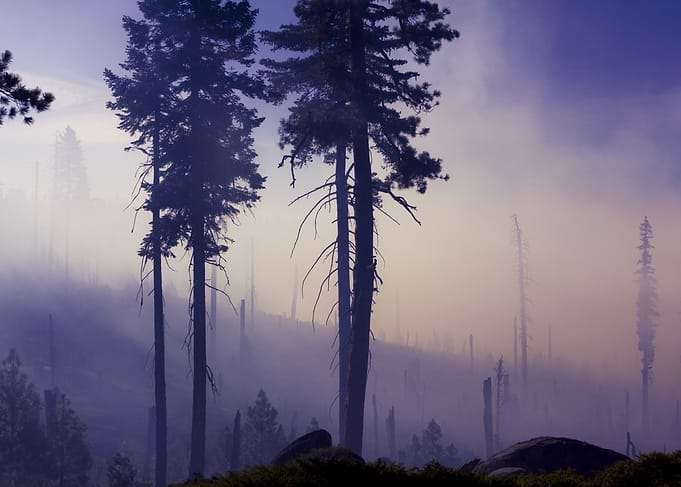 Trees