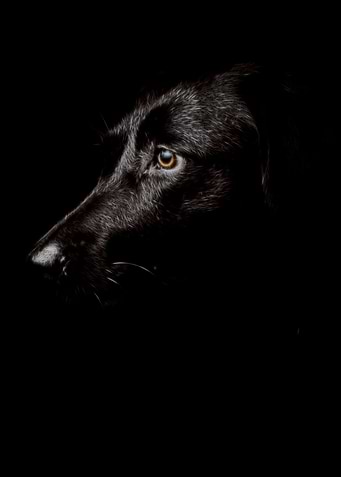 black dog