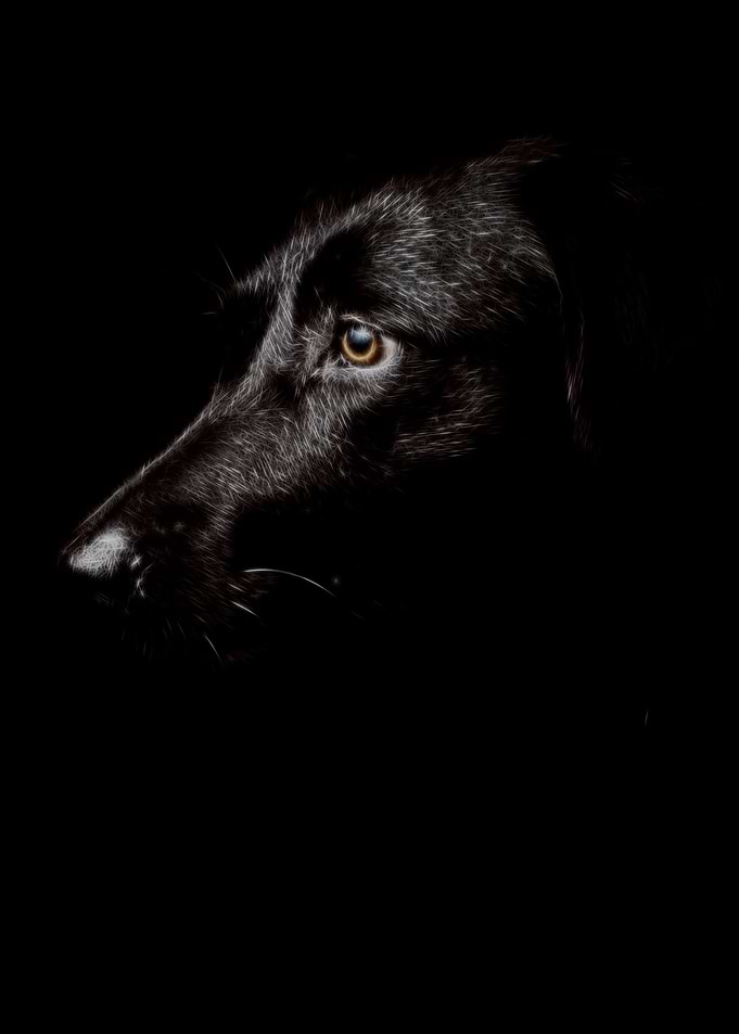 black dog