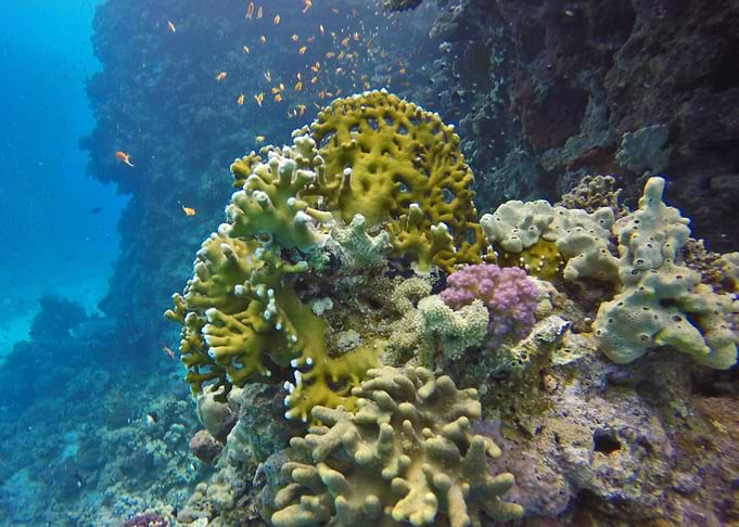 Underwater 07