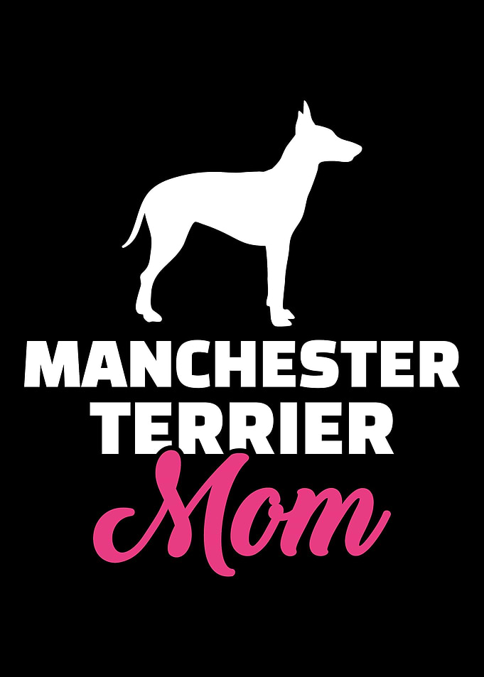 Manchester Terrier