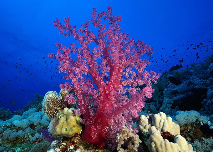 Underwater 08