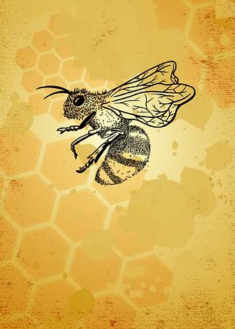 Honey Bee Illustration