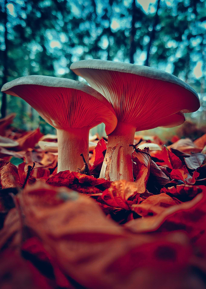 Just some mushrooms