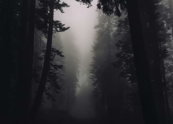 Dark Forest
