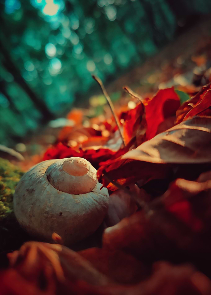 Snail and autumn