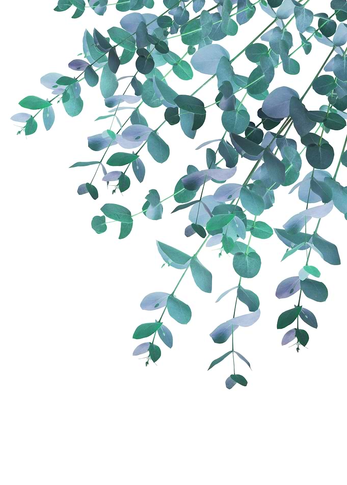 Eucalyptus Teal Blue Green