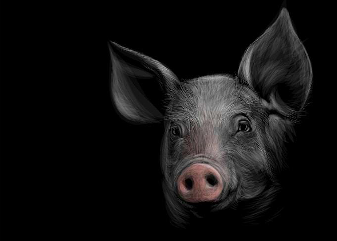 Pig Sketching