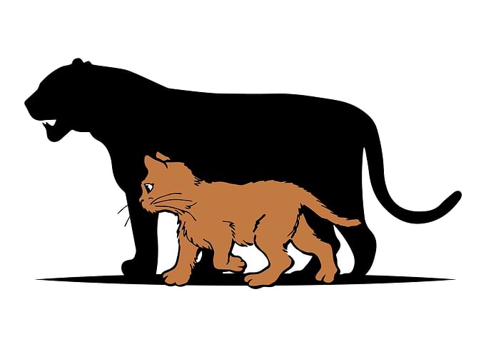 Cute Cat Shadow Animal