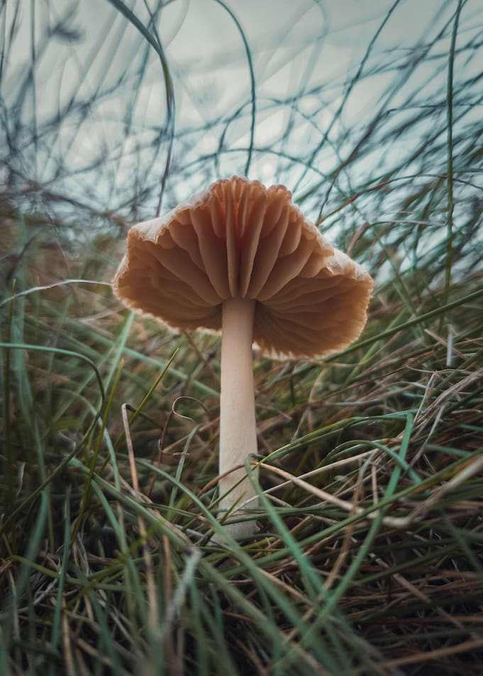 wild mushroom