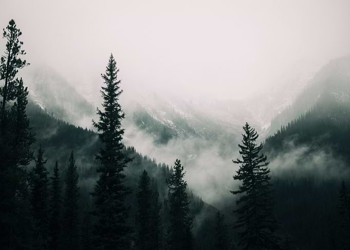Dark Forest