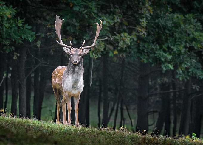Deer