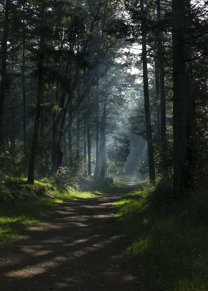 Dark Forest