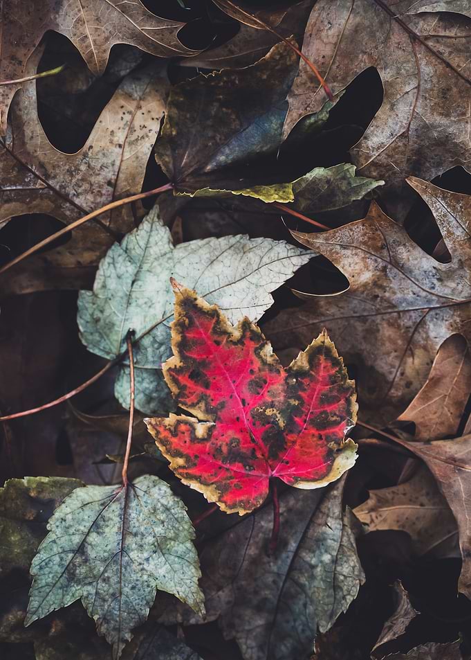Autumn Leaves
