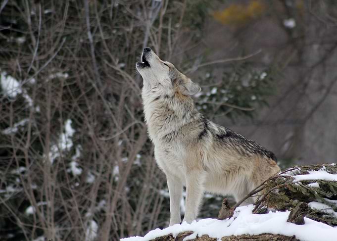 Wolf