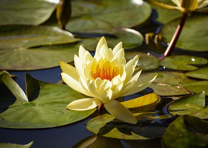 Water lily lotus