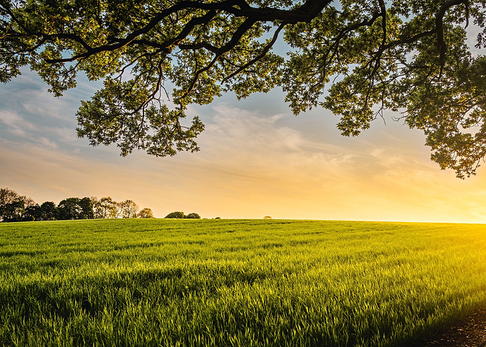 Fields