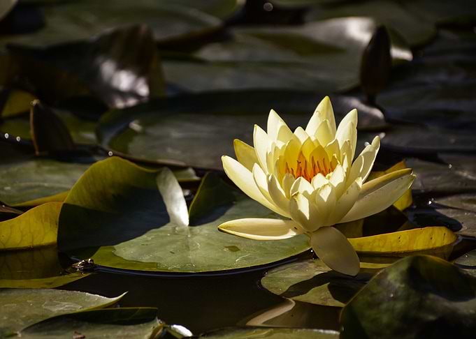 Water lily lotus