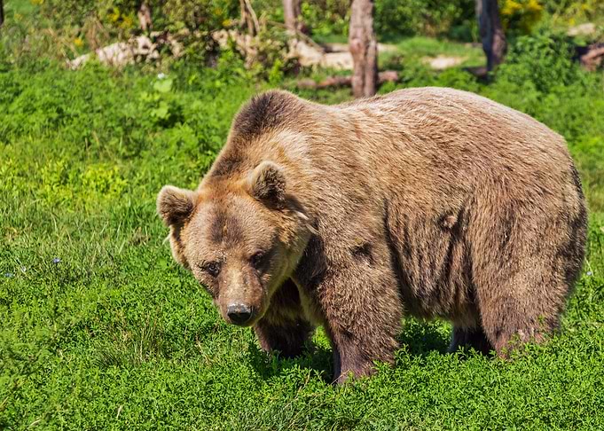 Bear