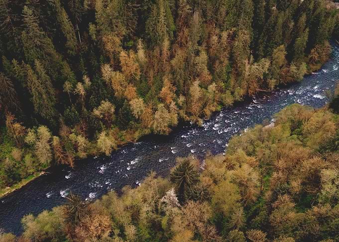 RIVER AND FOREST