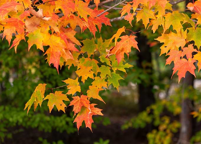 Orange Tree Leaves