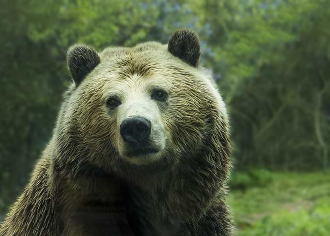 Bear grizzly