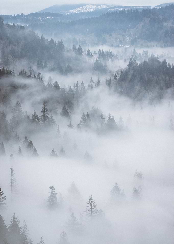 Fog