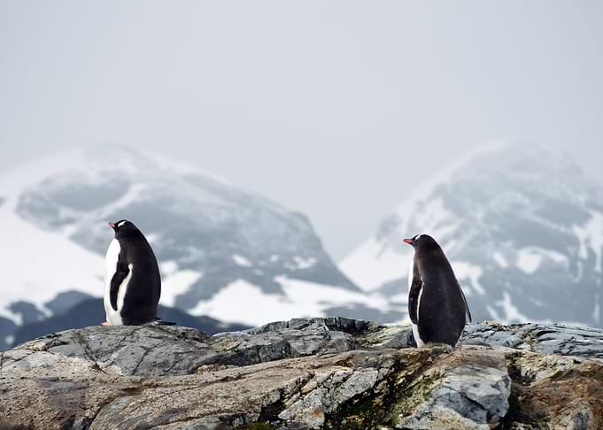 Penguins