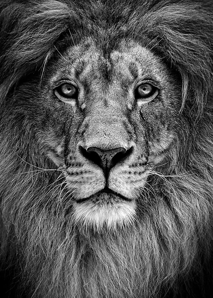 black proud lion face