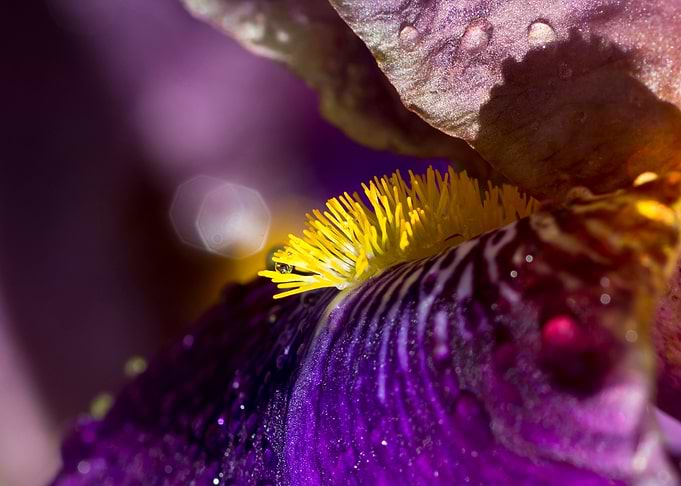 Artistic purple iris
