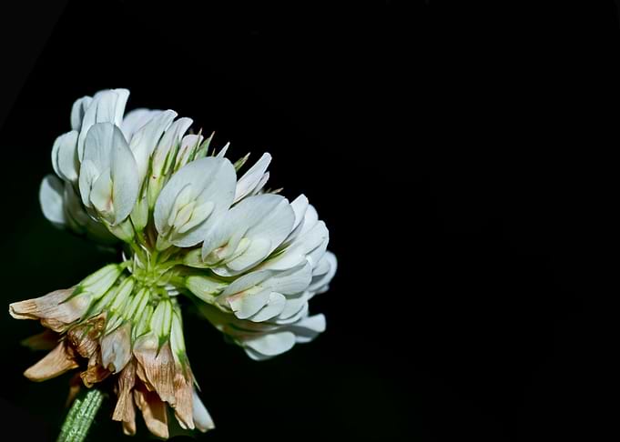 Clover flower on black