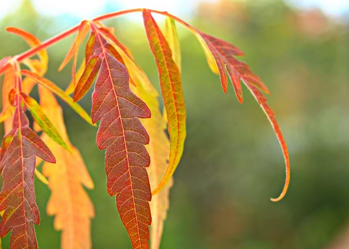 Fall Leaf