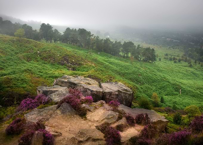 Foggy Landscape