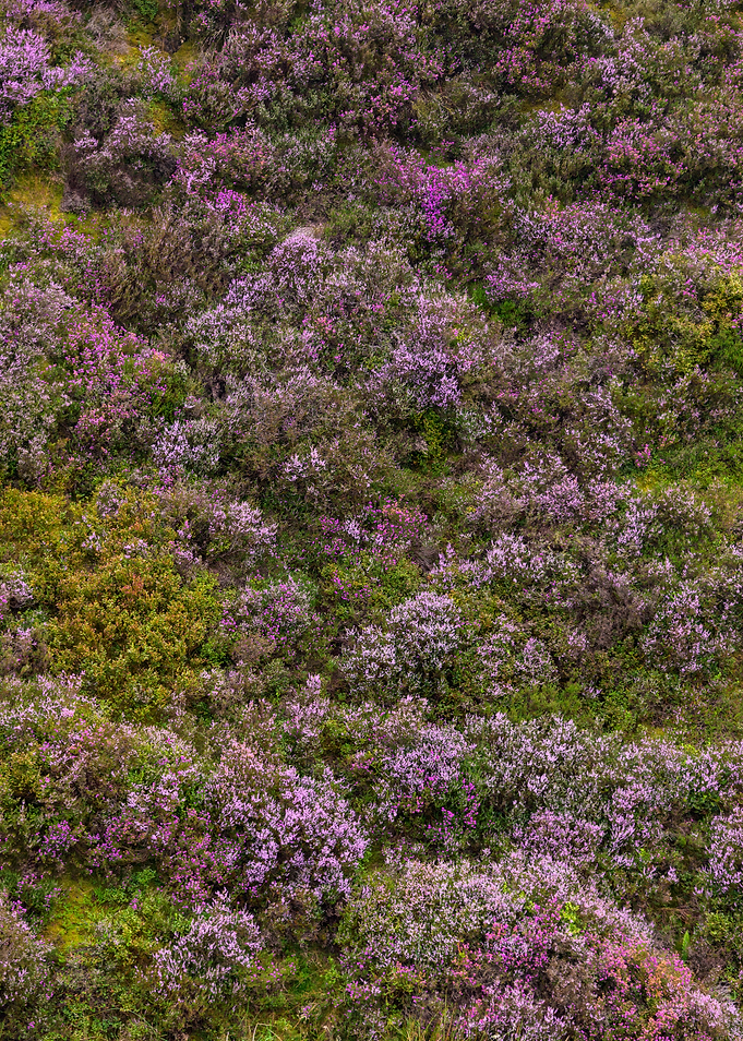 Heather