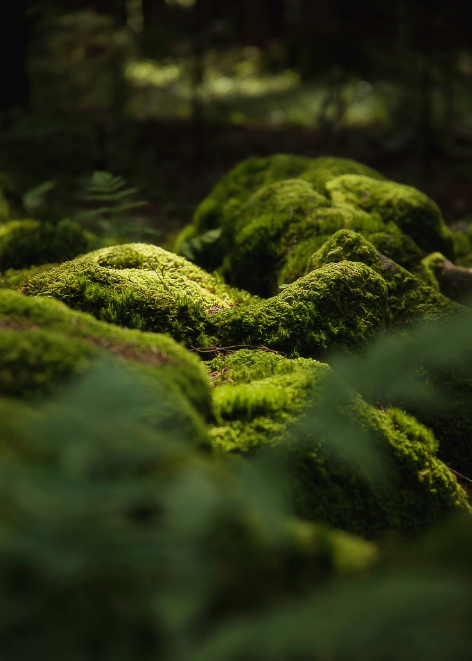 Forest Calm