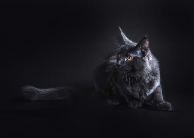 Cute cat