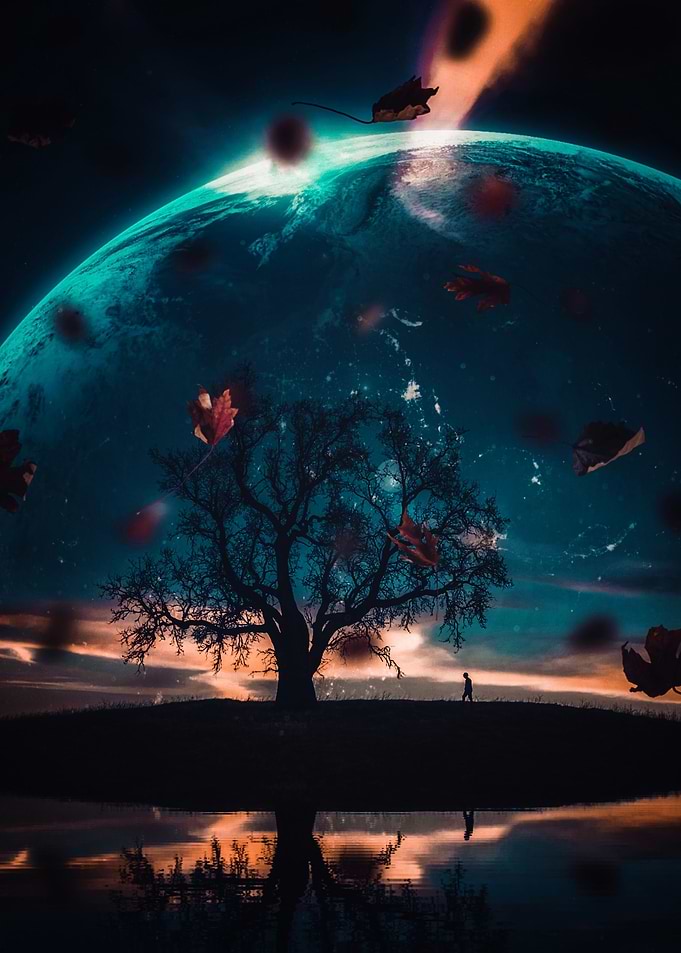 Reflection Tree Silhouette