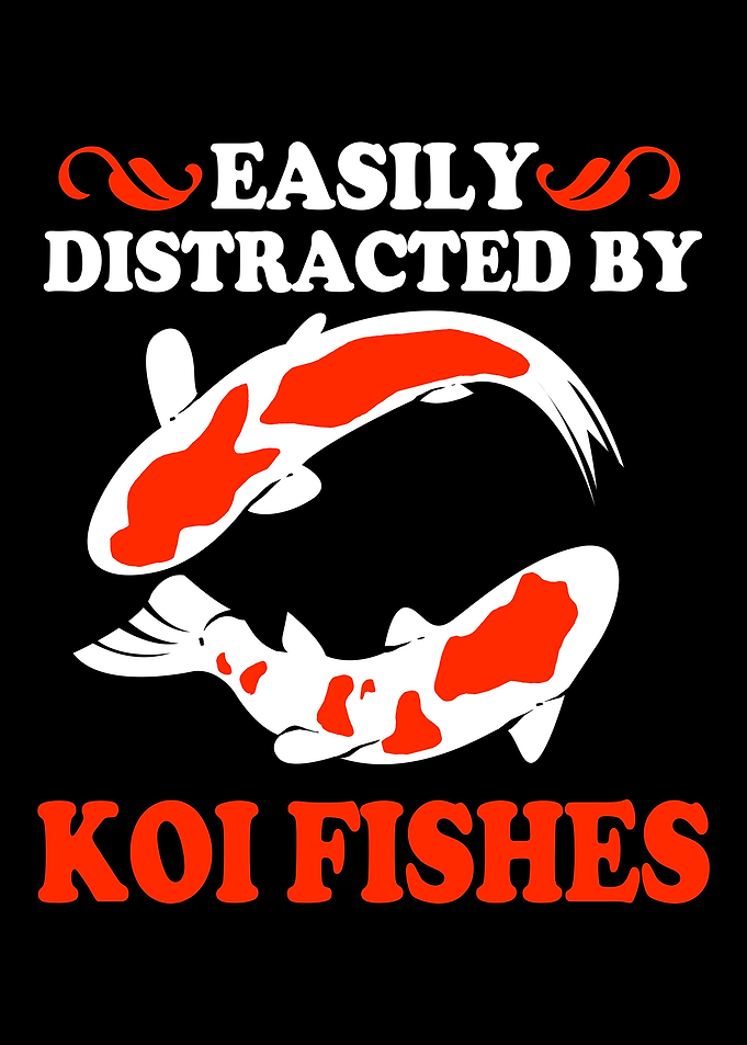 Koi Fish Easily Distracted