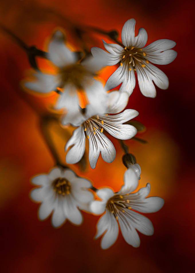 Sunset flowers