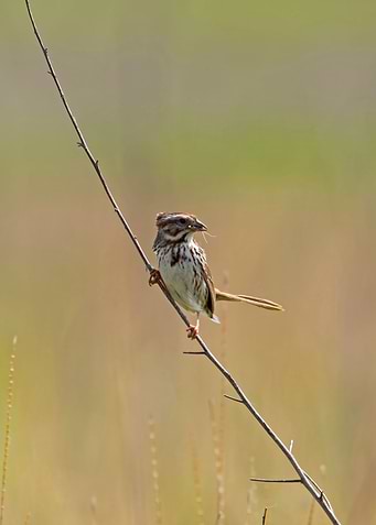 Song sparrow on branch