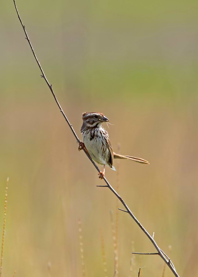 Song sparrow on branch