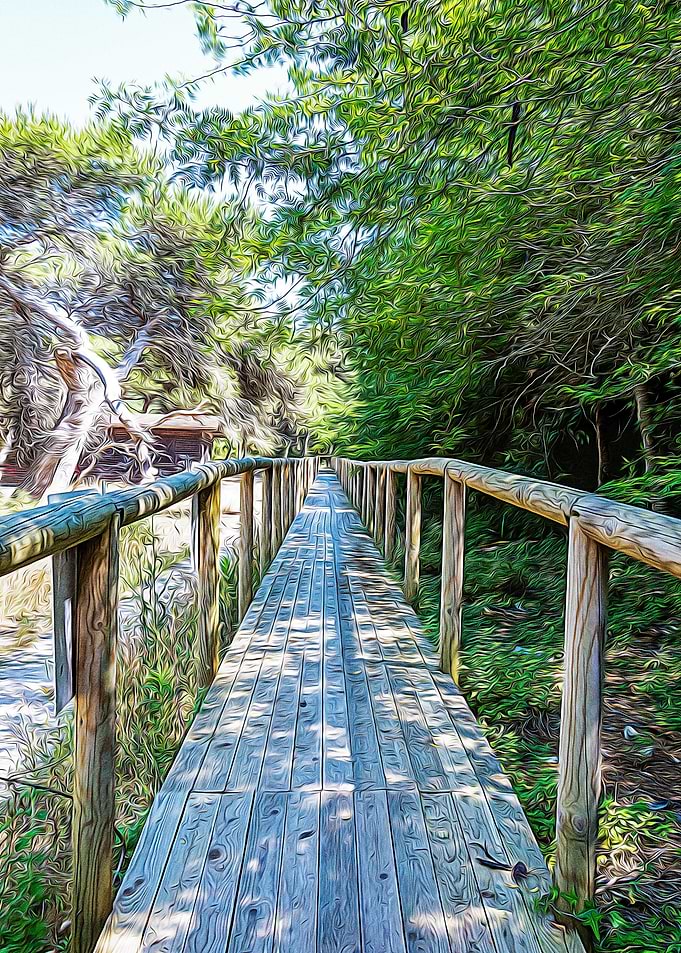Wooden bridge in a wood
