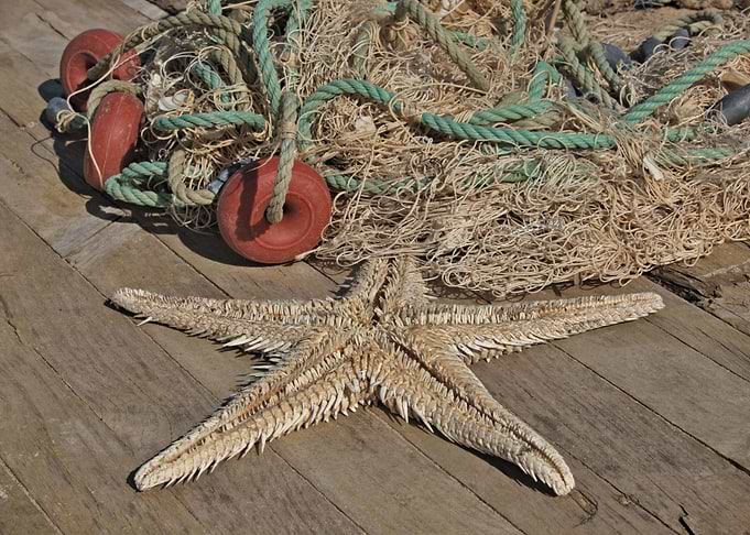Starfish