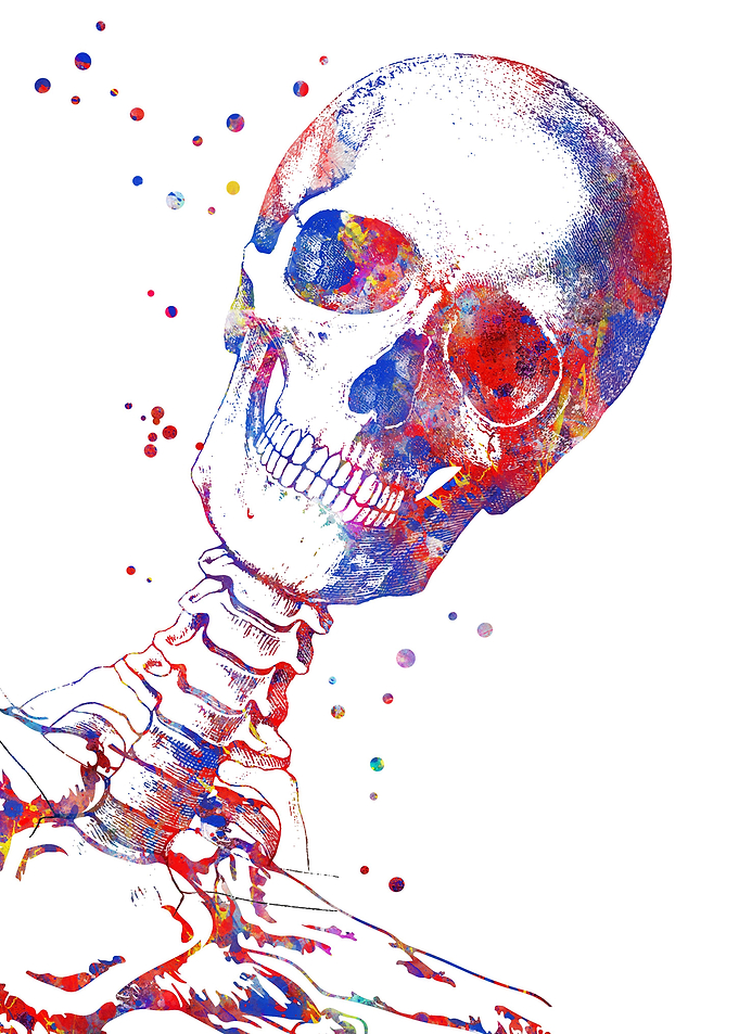 Skull